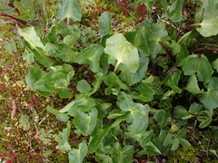 Caltha leptosepala