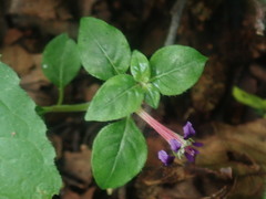 Cuphea calaminthifolia