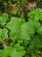 Hydrophyllum