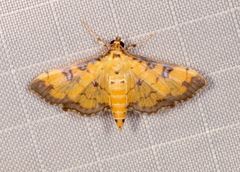 Ategumia ebulealis