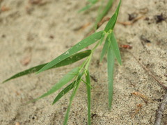 Dichanthelium columbianum