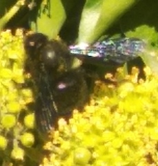 Xylocopa violacea