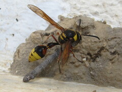 Delta unguiculatum
