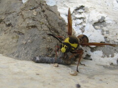 Delta unguiculatum