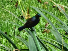 Anthreptes malacensis