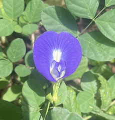 Clitoria ternatea