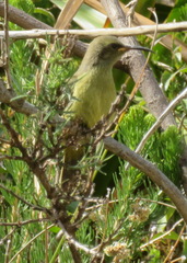 Nectariniidae