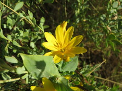 Blackstonia perfoliata