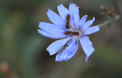 Melanostoma mellinum