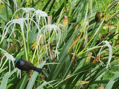 Anthreptes malacensis