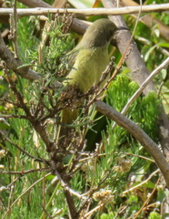 Nectariniidae