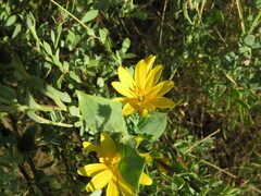Blackstonia perfoliata