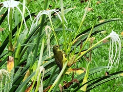 Anthreptes malacensis
