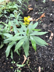 Solidago