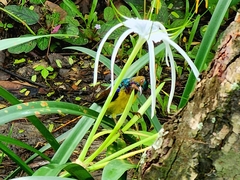 Anthreptes malacensis
