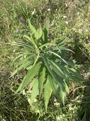 Rhopalomyia capitata