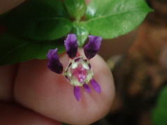 Cuphea calaminthifolia