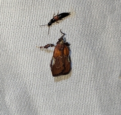 Galasa nigrinodis