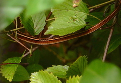 Thamnophis saurita saurita