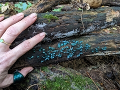 Chlorociboria
