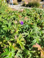 Geranium pratense