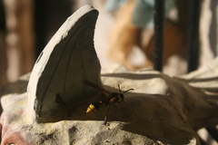 Delta unguiculatum