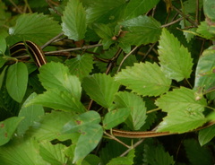 Thamnophis saurita saurita