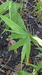 Chasmanthium latifolium