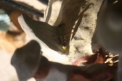 Delta unguiculatum