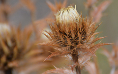 Carlina biebersteinii