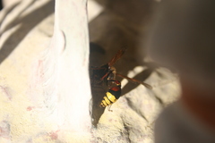 Delta unguiculatum