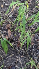 Chasmanthium latifolium