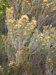 Leucadendron rubrum