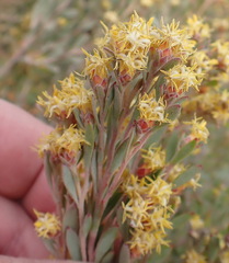 Leucadendron rubrum