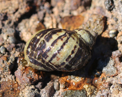 Nucella emarginata