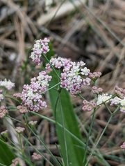 Seseli montanum