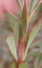 Leucadendron rubrum