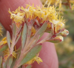 Leucadendron rubrum