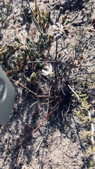 Trachyandra revoluta