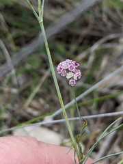 Seseli montanum