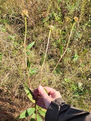 Helianthus pauciflorus