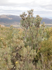 Leucadendron rubrum