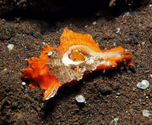 Pterynotus tripterus observed 2018-10-31