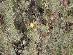 Leucadendron rubrum