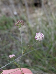 Seseli montanum