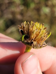 Helianthus pauciflorus
