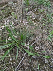 Seseli montanum