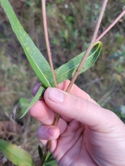 Helianthus pauciflorus