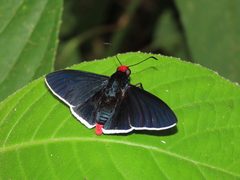 Pyrrhopyge