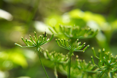 Chaerophyllum temulum
